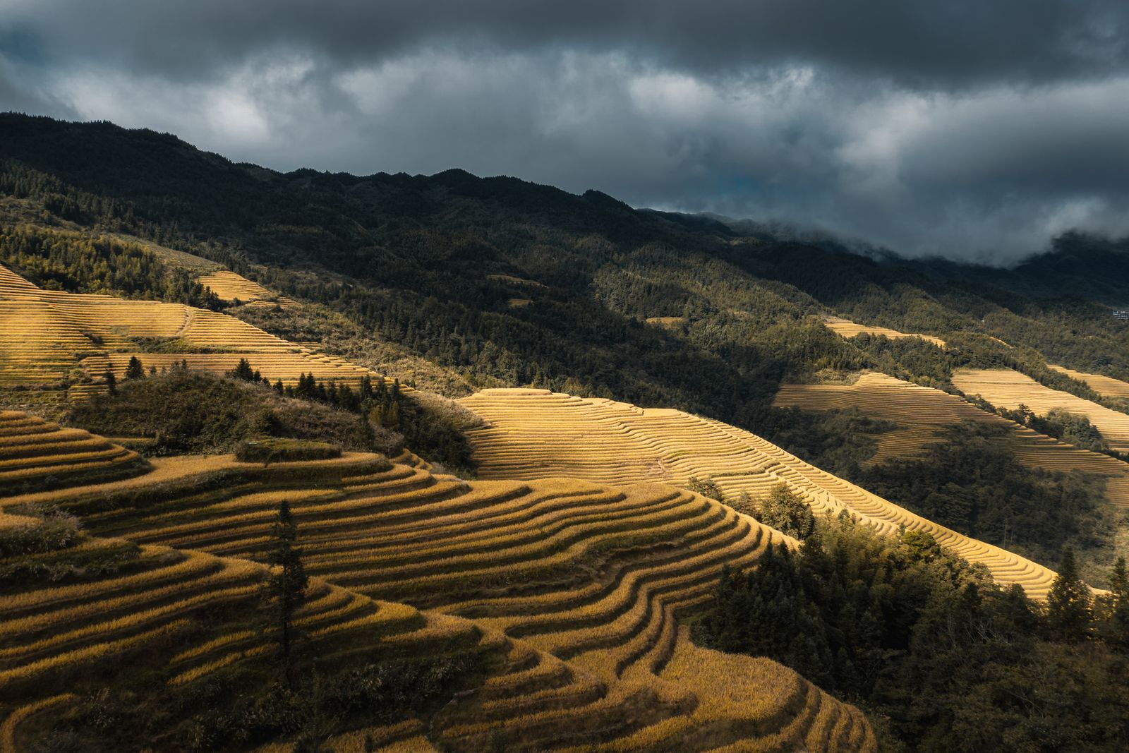 Terraced rice fields climbing a hillside in Longji