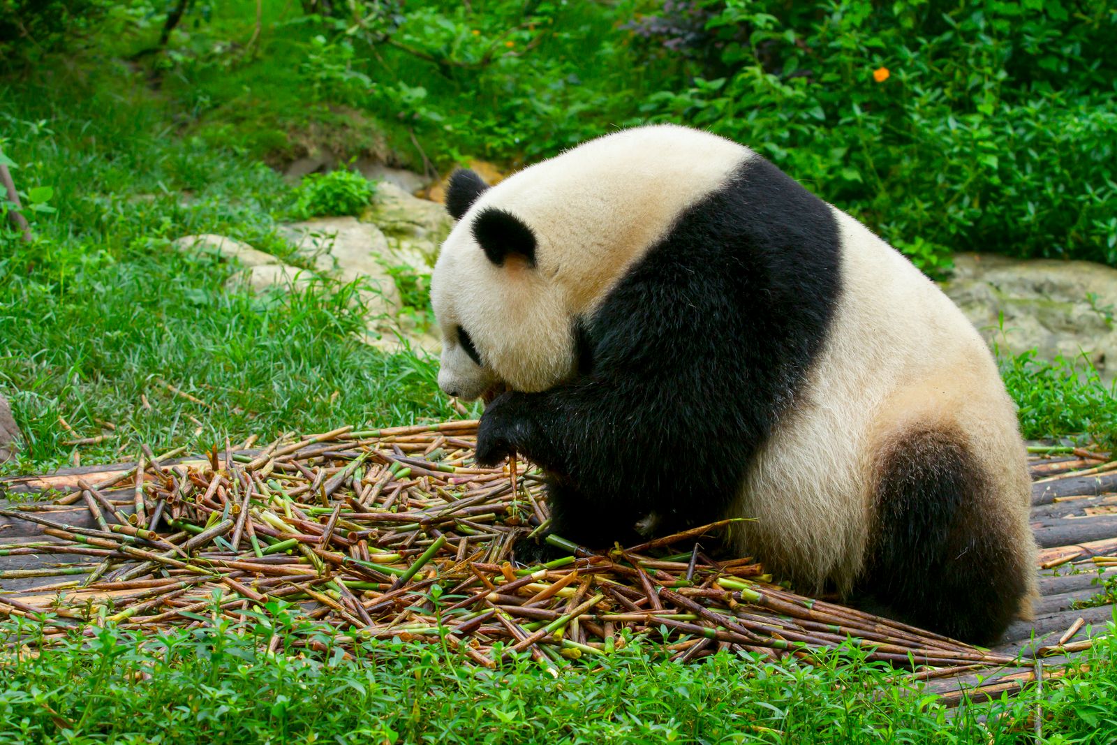 A giant panda eating bamboo at the Chengdu Zoo, Sichuan, China