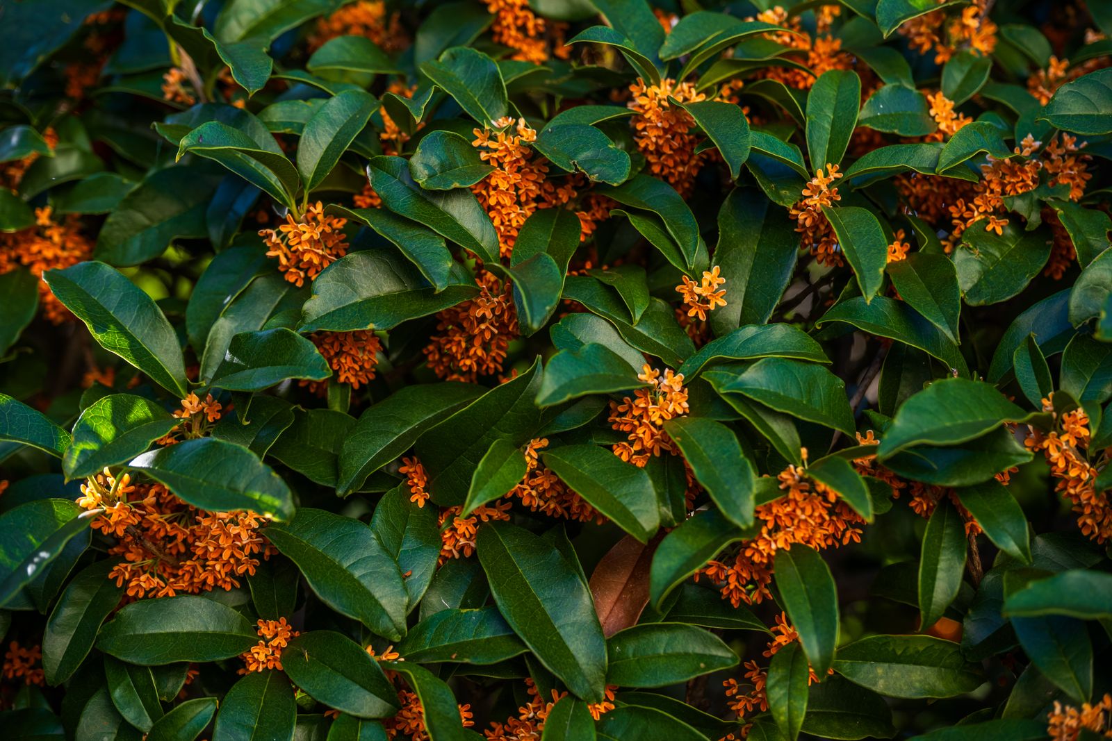 Close-up of fresh osmanthus blossoms